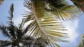 Step aunt's seduction during spring break - a taboo tale